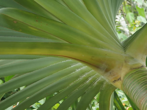 orto botanico il giardino dei tempi bari foto